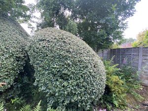 Rear Garden- click for photo gallery